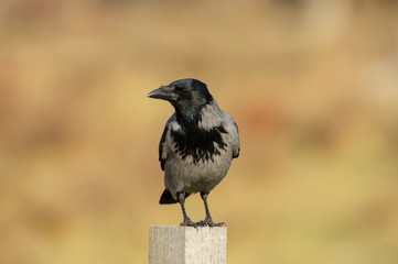 Obraz na płótnie Canvas crow on the fence
