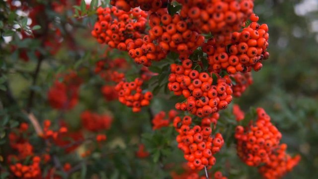 Crataegus commonly called hawthorn, thornapple, May-tree, whitethorn, or hawberry, is a large genus of shrubs and trees in the family Rosaceae, native tof the Northern Hemisphere in Europe.