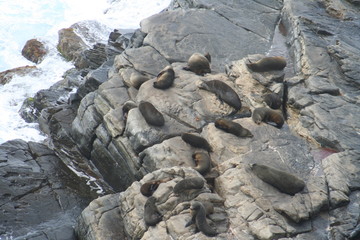 New Zealand Fur Seals