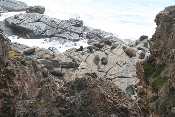 New Zealand Fur Seals