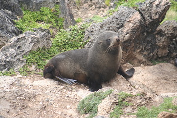 Obraz premium New Zealand Fur Seals