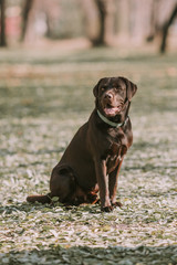 Beautiful brown labrador in the park