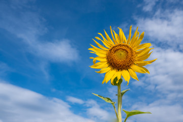 Sunflower in garden, closeup group of blooming sunflower with blurred background, sunflower blooming in summer in Thailand, their seed will be change to Sunflower seed germination