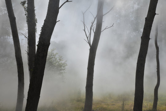Brouillard