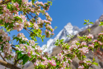 Obraz premium Blossom apple over nature snow mountain background, spring flowers - Image