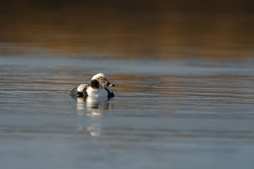 Long tailed duck in nice sunlight