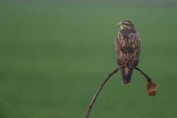 Buzzard in nature 