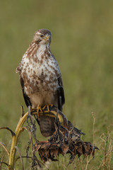 Buzzard in nature 