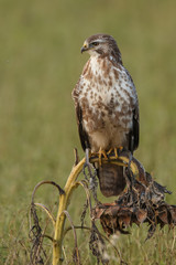 Buzzard in nature 