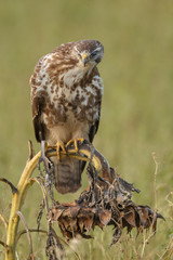 Buzzard in nature 