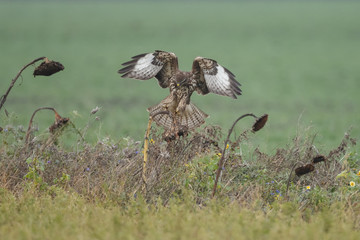 Buzzard in nature 