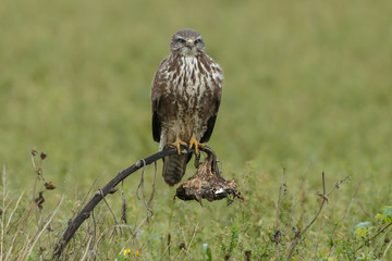 Buzzard in nature 