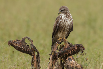 Buzzard in nature 