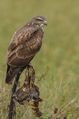 Buzzard in nature perched on a old sunflower