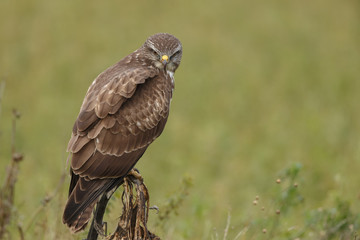 Buzzard in nature perched on a old sunflower