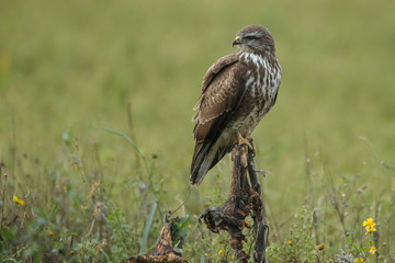 Buzzard in nature perched on a old sunflower