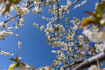 The branches of a blossoming tree. Cherry tree in white flowers. Blurring background.