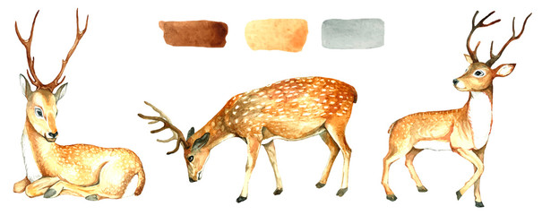 Large set of wild deer.