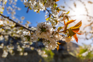 The branches of a blossoming tree. Cherry tree in white flowers. Blurring background.