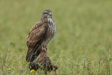 Buzzard in nature perched on a old sunflower