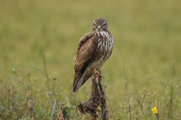 Buzzard in nature perched on a old sunflower