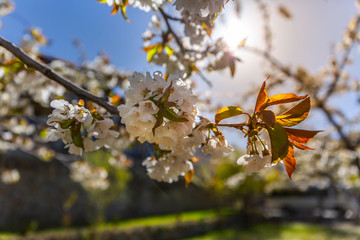 The branches of a blossoming tree. Cherry tree in white flowers. Blurring background.