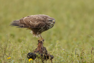 Buzzard in nature 