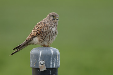 Common Kestrel perched on a pole