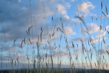 grass flowers in nature on blue sky background
