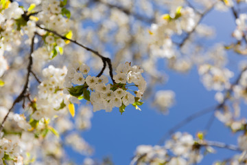 The branches of a blossoming tree. Cherry tree in white flowers. Blurring background.