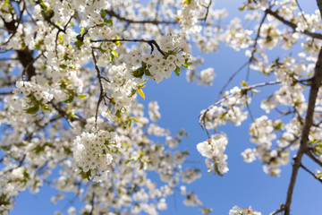 Obraz premium The branches of a blossoming tree. Cherry tree in white flowers. Blurring background.