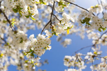 The branches of a blossoming tree. Cherry tree in white flowers. Blurring background.