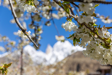 Cherry blossom at Lady finger and Hunza peak with snow capped. Hunza valley, Gilgit-Baltistan, Pakistan.