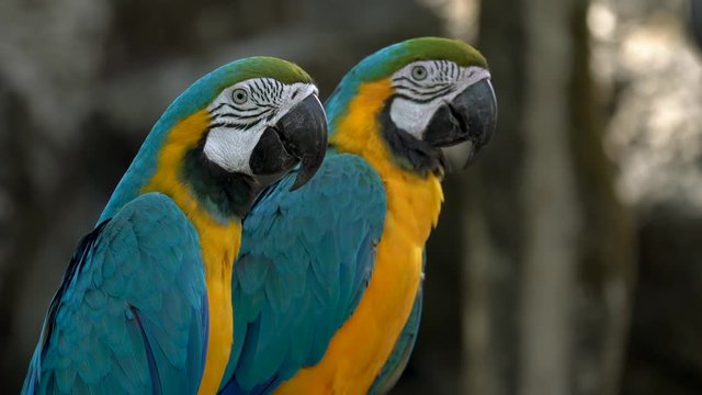Macaw