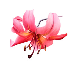 Beautiful red Lily on a thin leg looking down on a white background. Amazing elegant artistic image of nature in spring