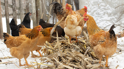 several yellow chickens in the yard of the farmhouse and A deck of firewood in the background