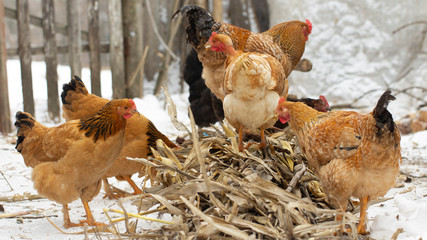 several yellow chickens in the yard of the farmhouse and A deck of firewood in the background