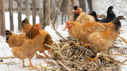 several yellow chickens in the yard of the farmhouse and A deck of firewood in the background