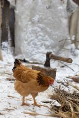 several yellow chickens in the yard of the farmhouse and A deck of firewood in the background