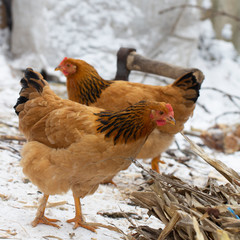 several yellow chickens in the yard of the farmhouse and A deck of firewood in the background