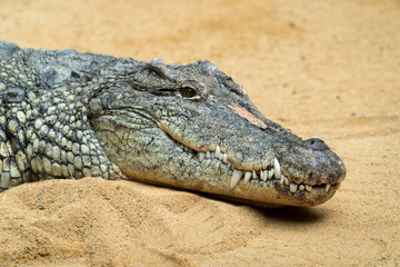 Der Kopf eines Krokodils