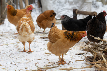 several yellow chickens in the yard of the farmhouse and A deck of firewood in the background