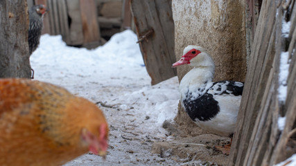 several yellow chickens in the yard of the farmhouse and A deck of firewood in the background