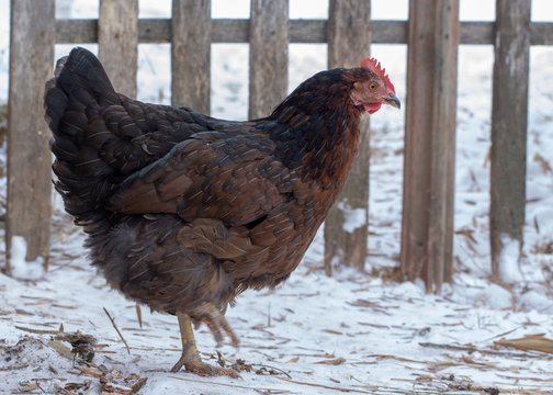 Black chicken on a winter snowy rural yard