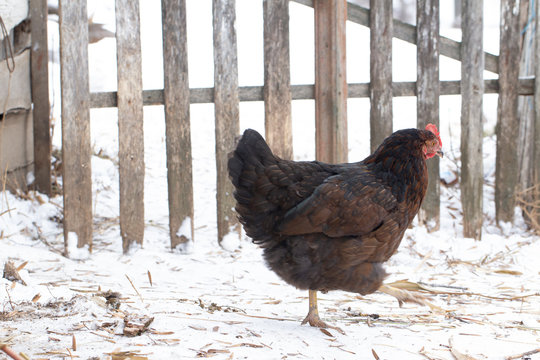 Black chicken on a winter snowy rural yard