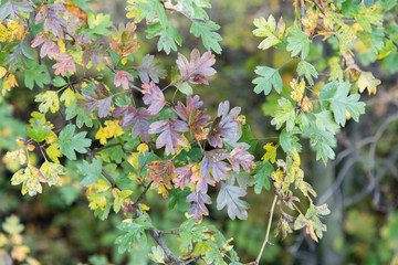 Colorful hawthorn leaves.