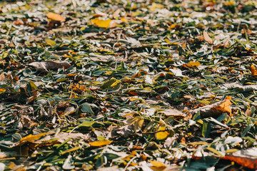 Colorful autumn leaves