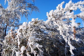 snow covered tree