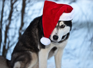 Dog breed Siberian Husky in cap Santa Claus and red scarf in winter forest