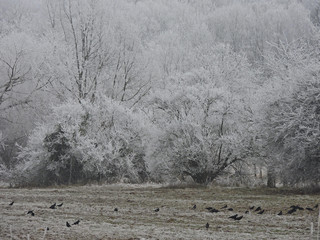 Winter fog in a forest with tall trees in Germany. Dew frosted on the wood during a cold weekend.